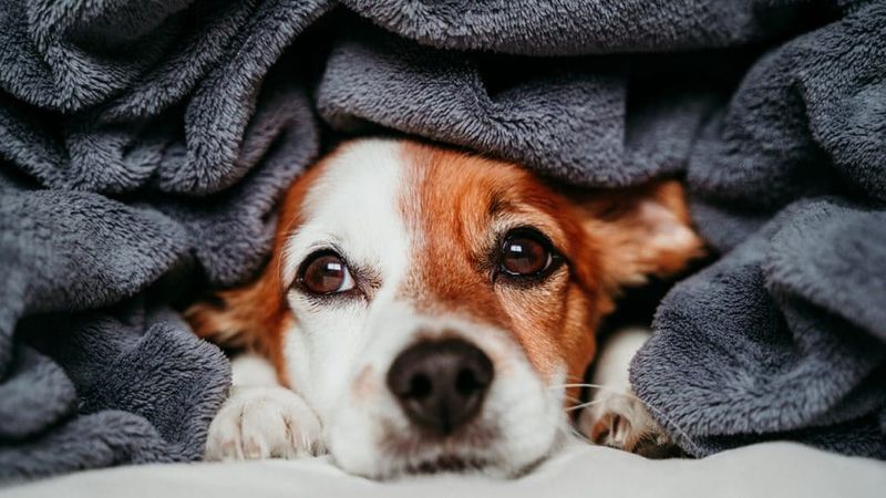 Doggy Blanket