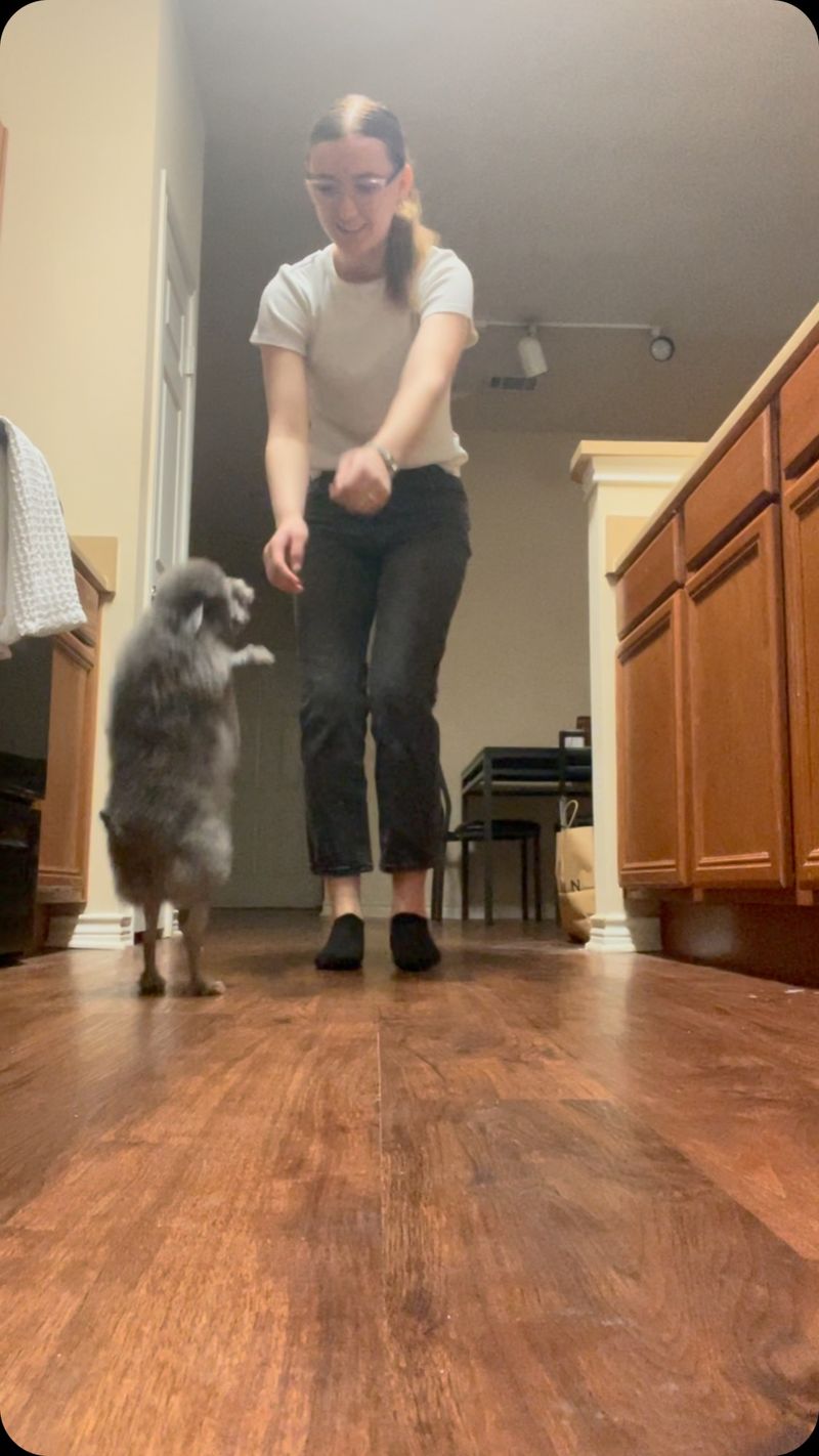 Doggy Dance Party