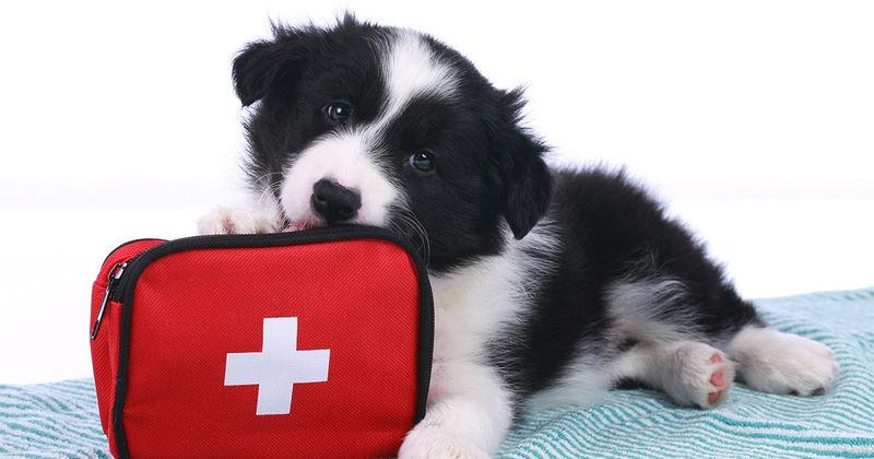 Pet First Aid Kit