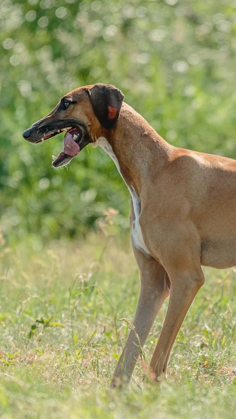 Azawakh