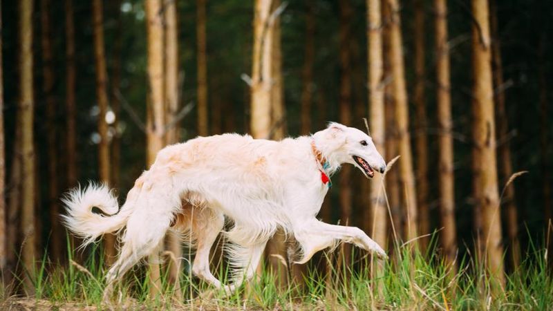 Borzoi