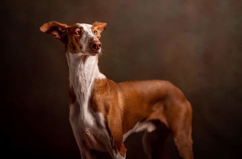 Ibizan Hound