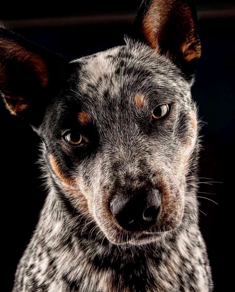 Australian Cattle Dog