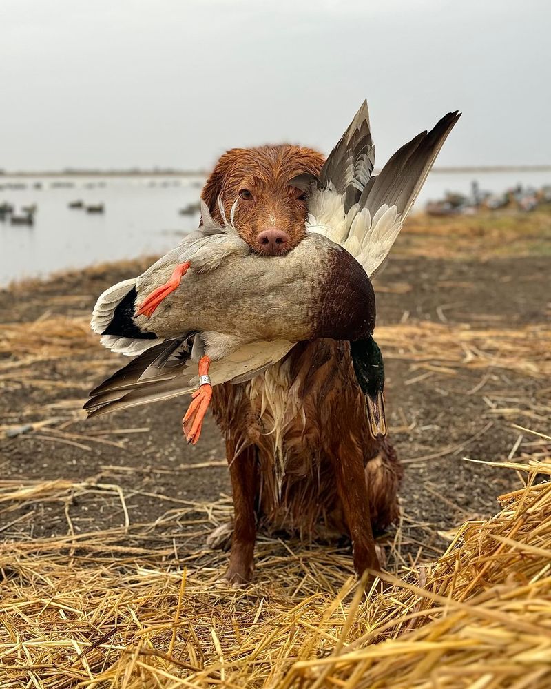 Nova Scotia Duck Tolling Retriever