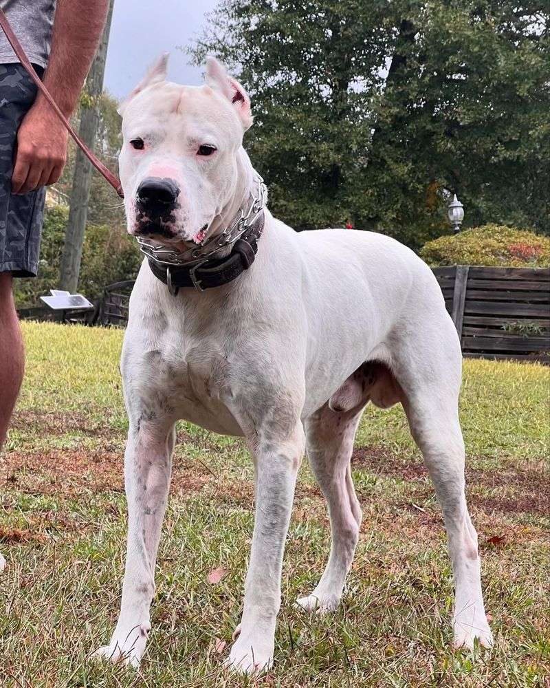 Dogo Argentino