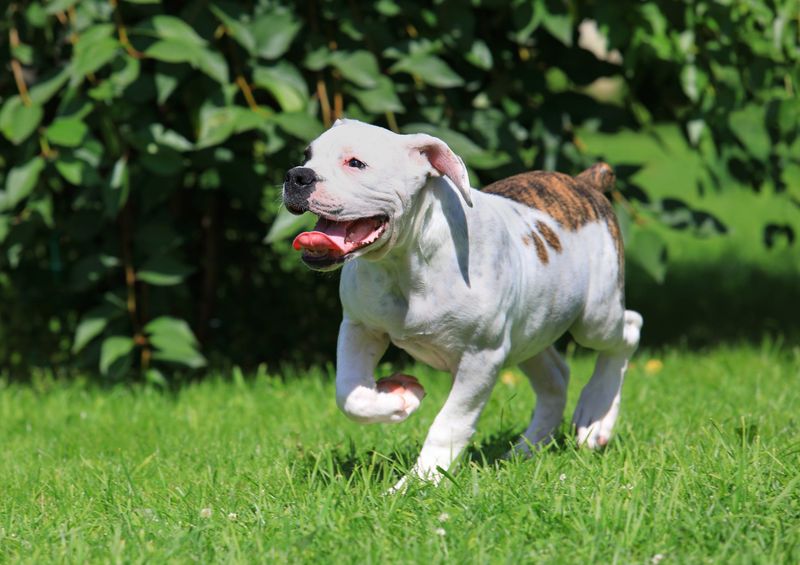 Temperament and Personality