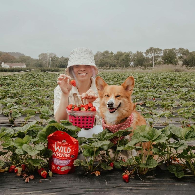 Strawberries