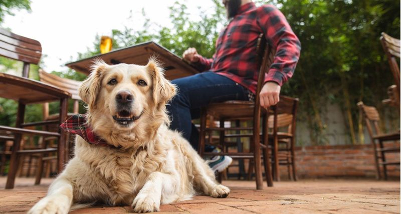Tail Waggin' Brewery