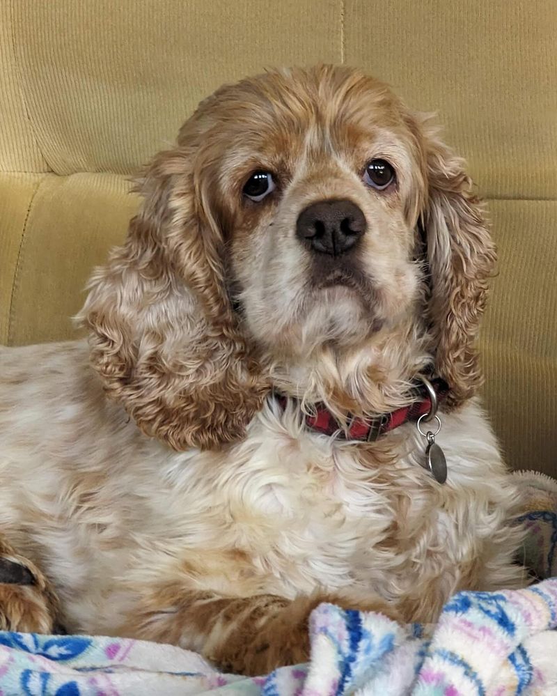 Cocker Spaniel