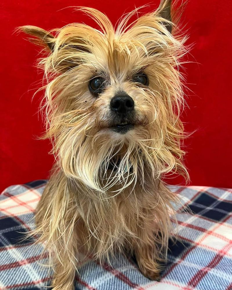 Yorkshire Terrier
