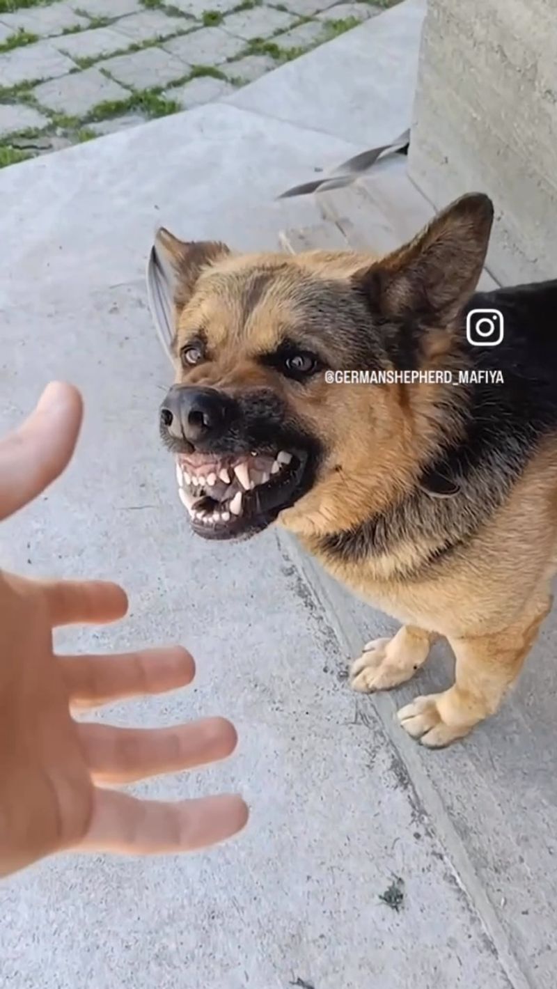German Shepherd