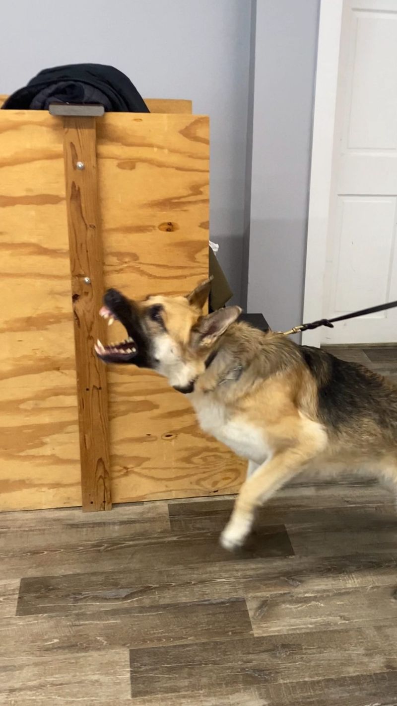 German Shepherd
