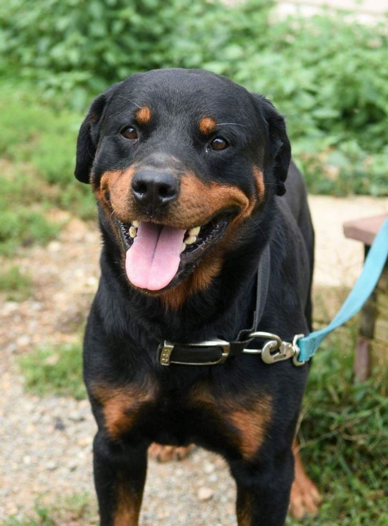 Rottweiler