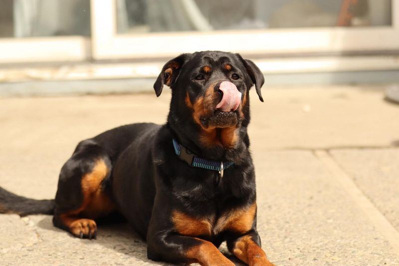 Rottweiler