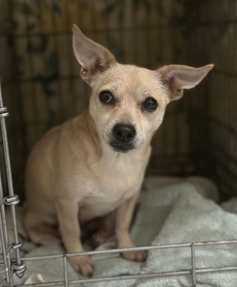 Chihuahua
