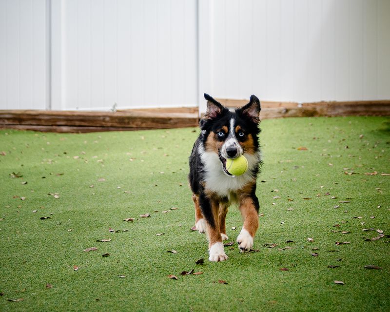 Australian Shepherd