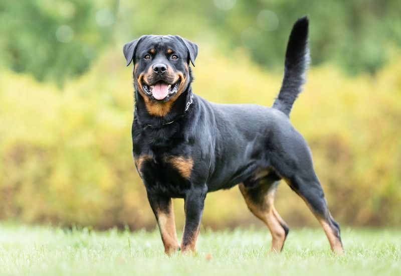 Rottweilers: Understanding the Breed