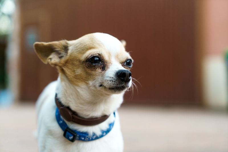 Chihuahuas: Small Dogs with Big Attitudes