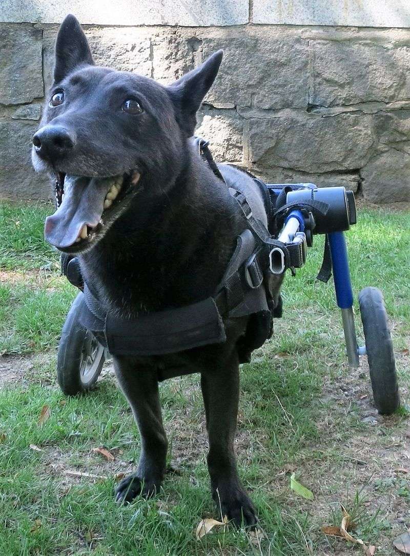 Disabled Dogs