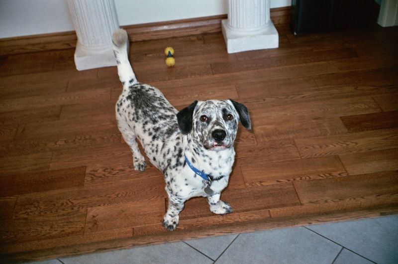 Corgimatian