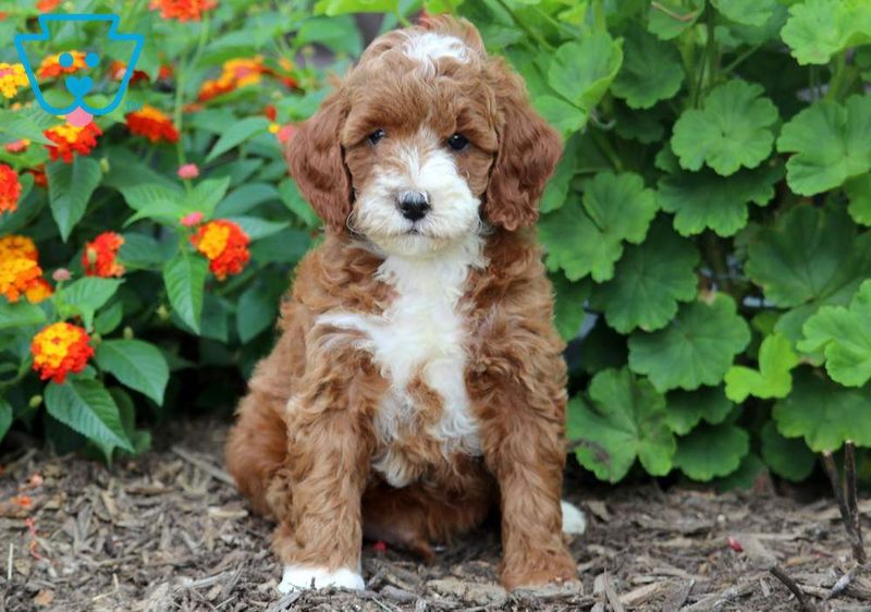 Cavapoo