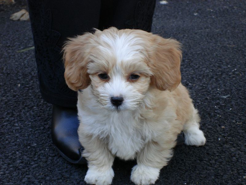 Shih-Poo