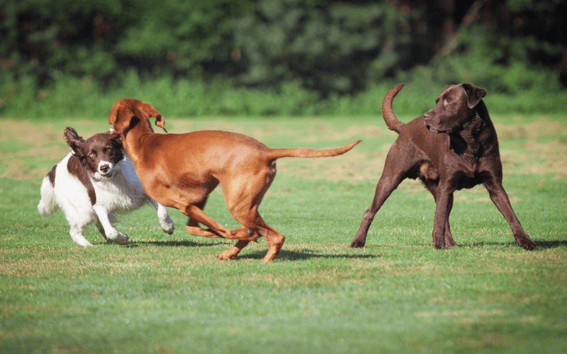 Socialization Opportunities