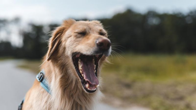 Yawning