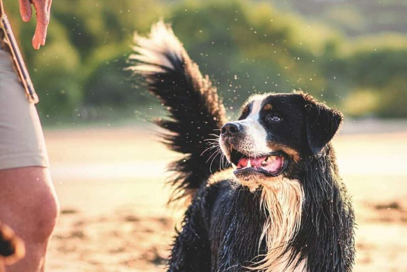 Wagging Tail