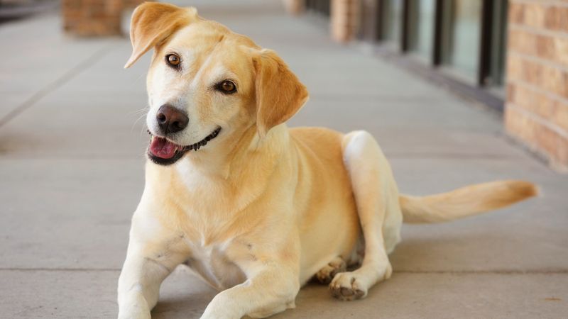 Happy Tail Wagging