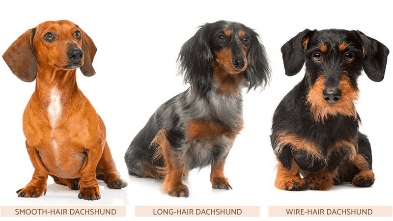 Unique Coat Varieties