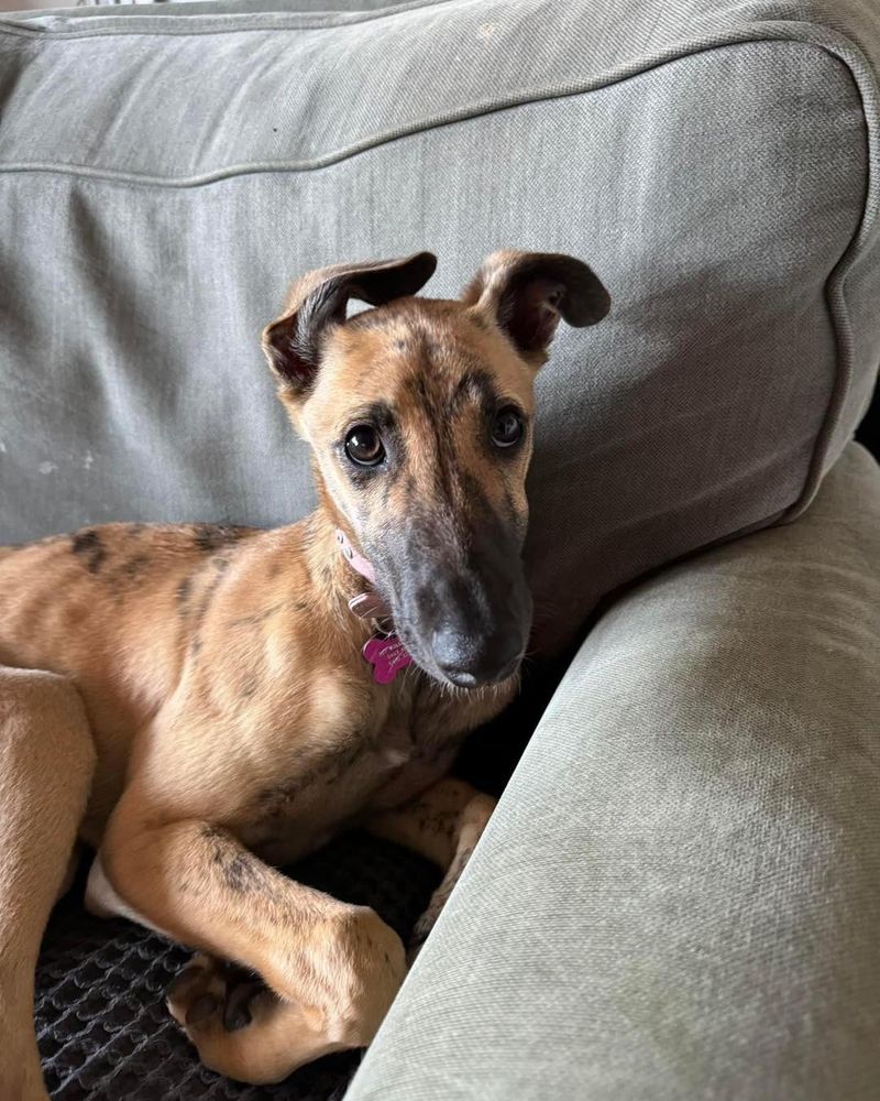 Gentle Greyhound