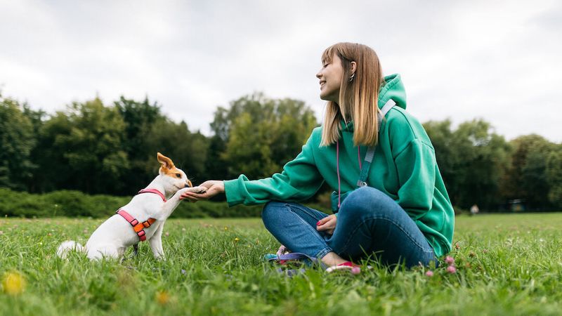 Gentle Paw Offers