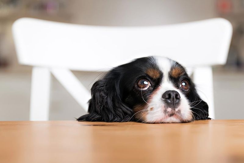 Begging