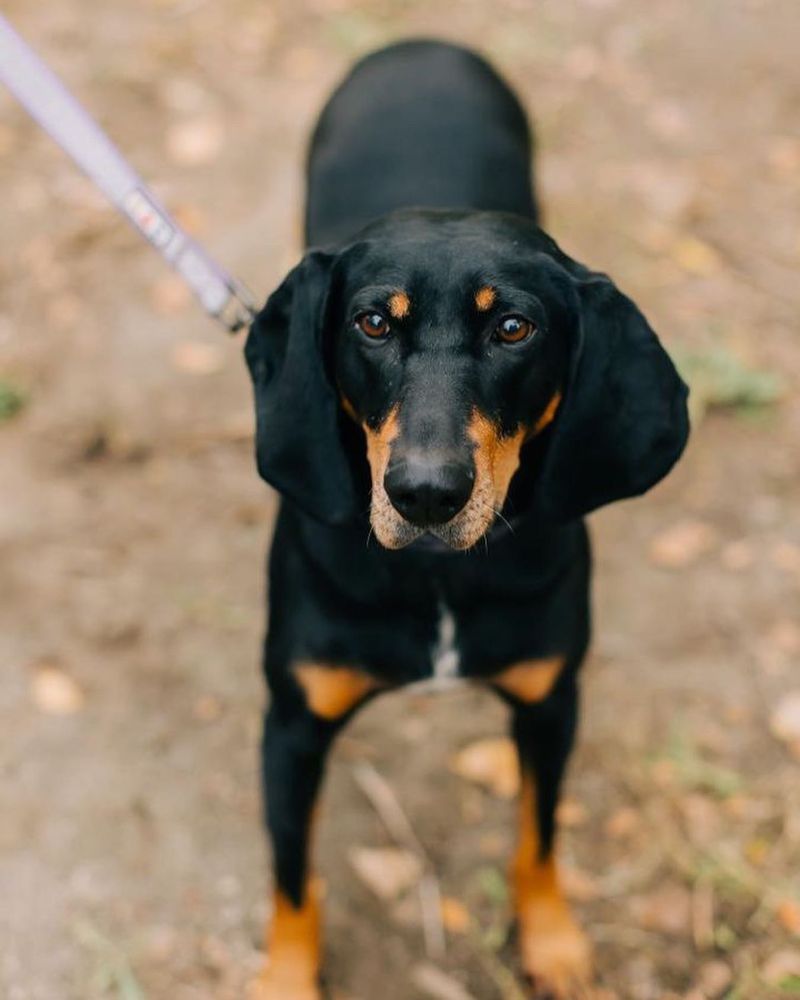 Black and Tan Coonhound