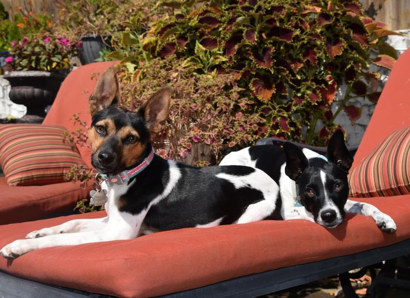 Rat Terrier