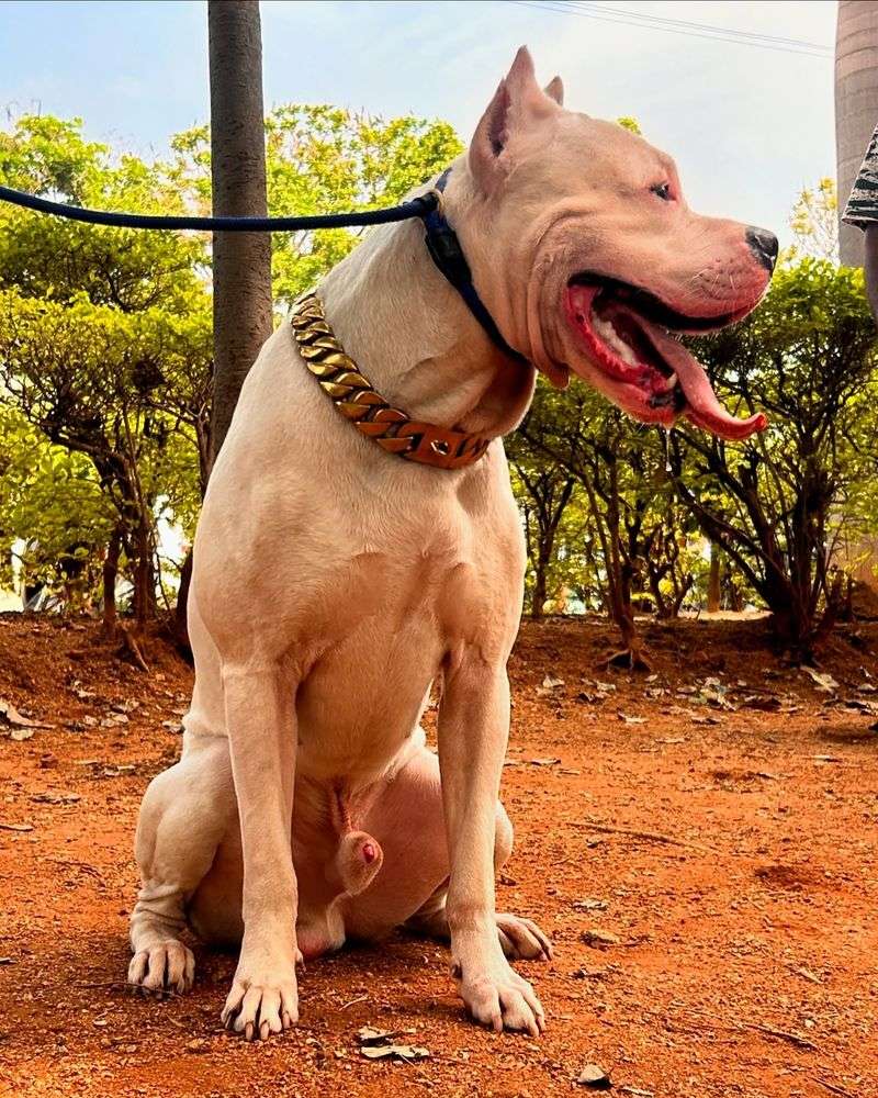 Dogo Argentino