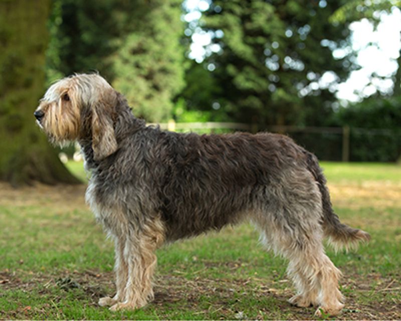 Otterhound