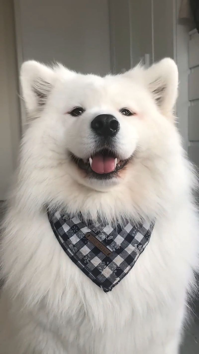 Samoyed