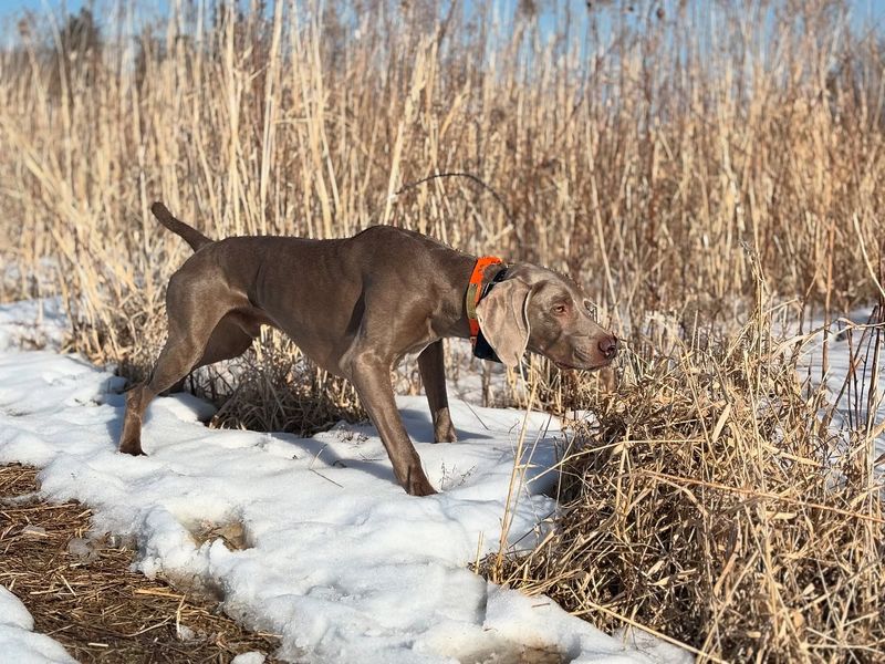 Weimaraner