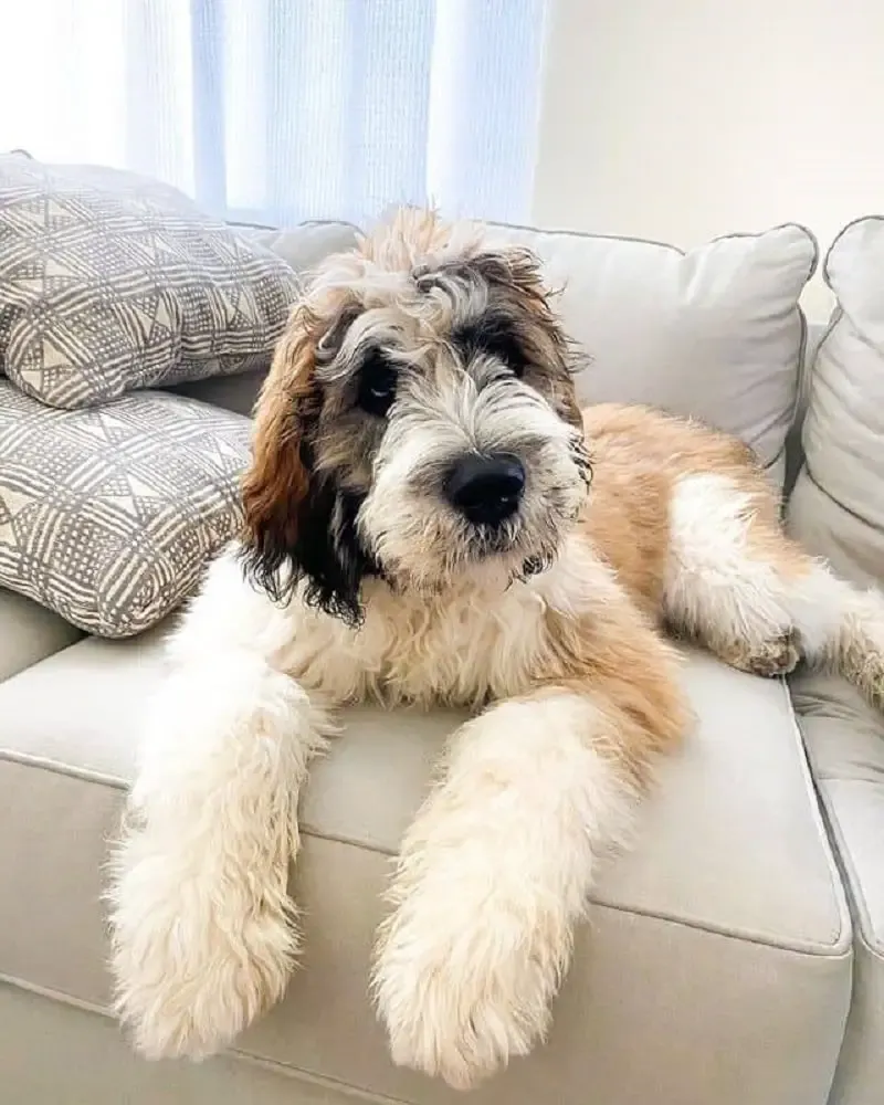 Saint Berdoodle