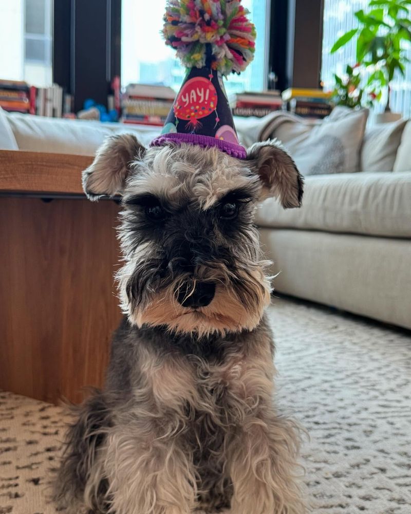 Miniature Schnauzer