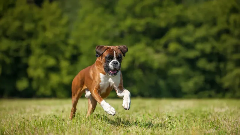 Boxer's Enthusiastic Energy
