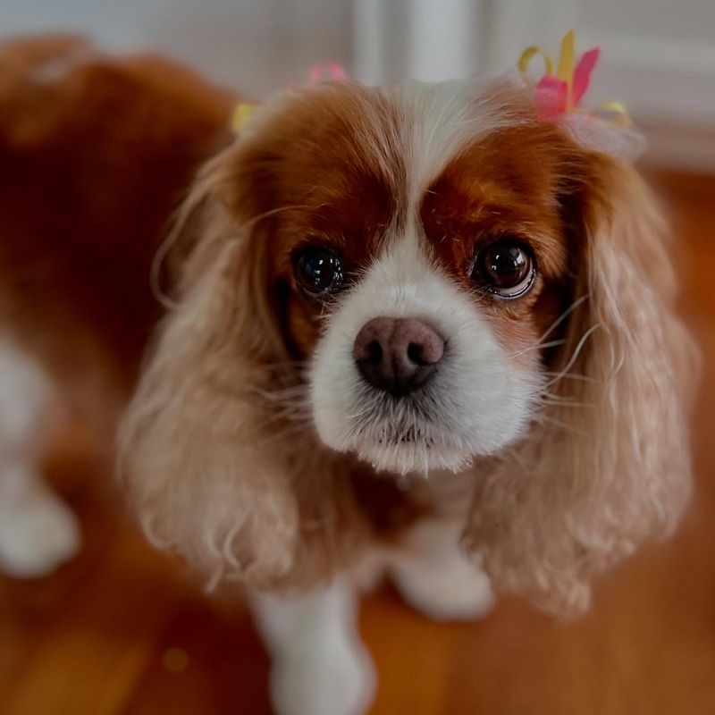 Cavalier King Charles Spaniel