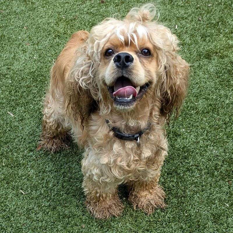 Cocker Spaniel