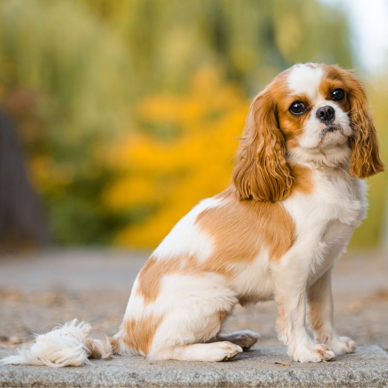 Cavalier King Charles Spaniel