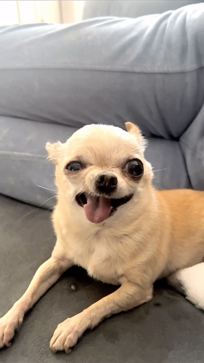 Chihuahua