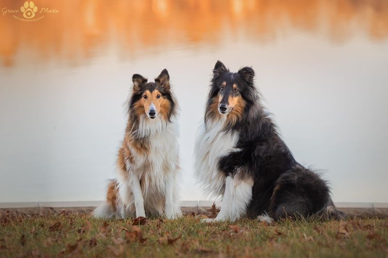 Collie