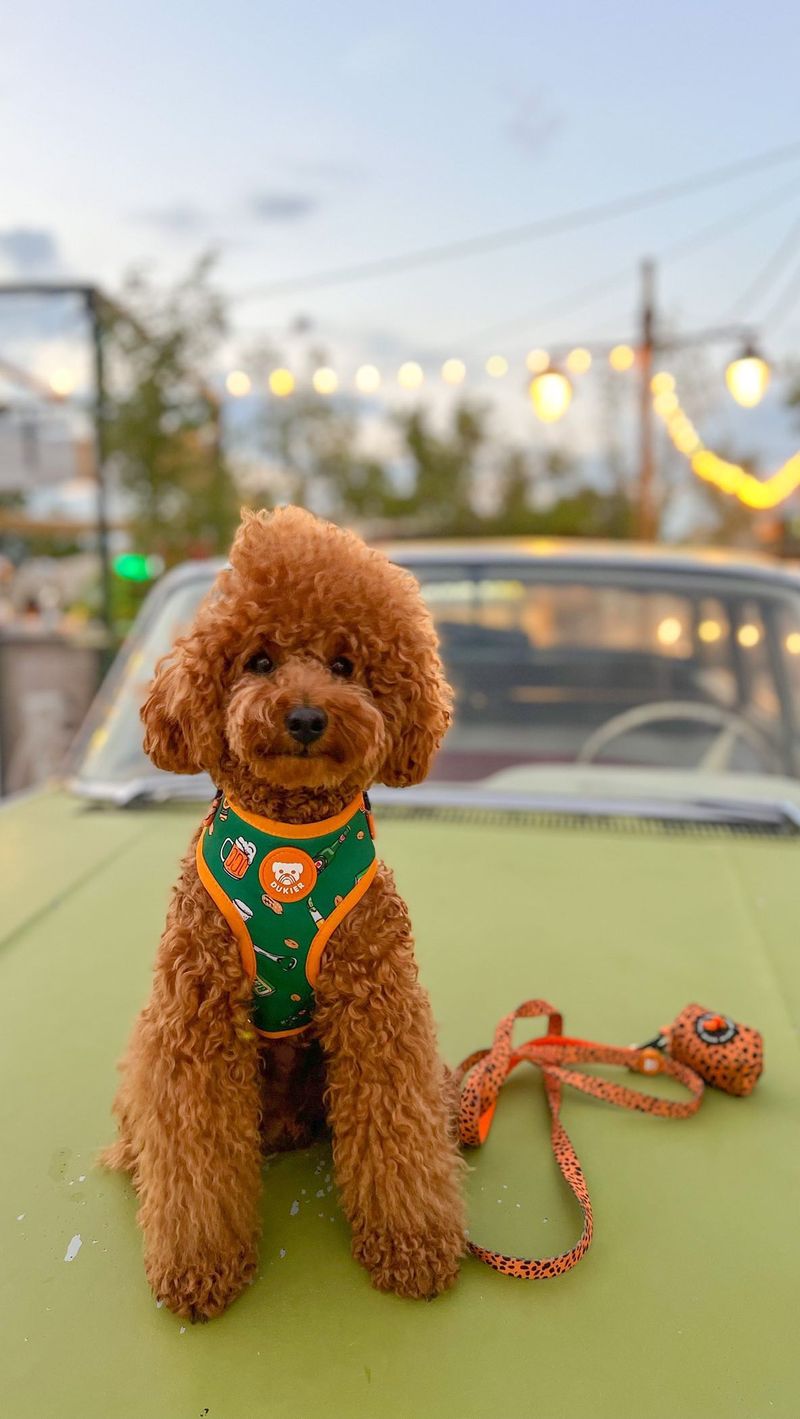 Toy Poodle