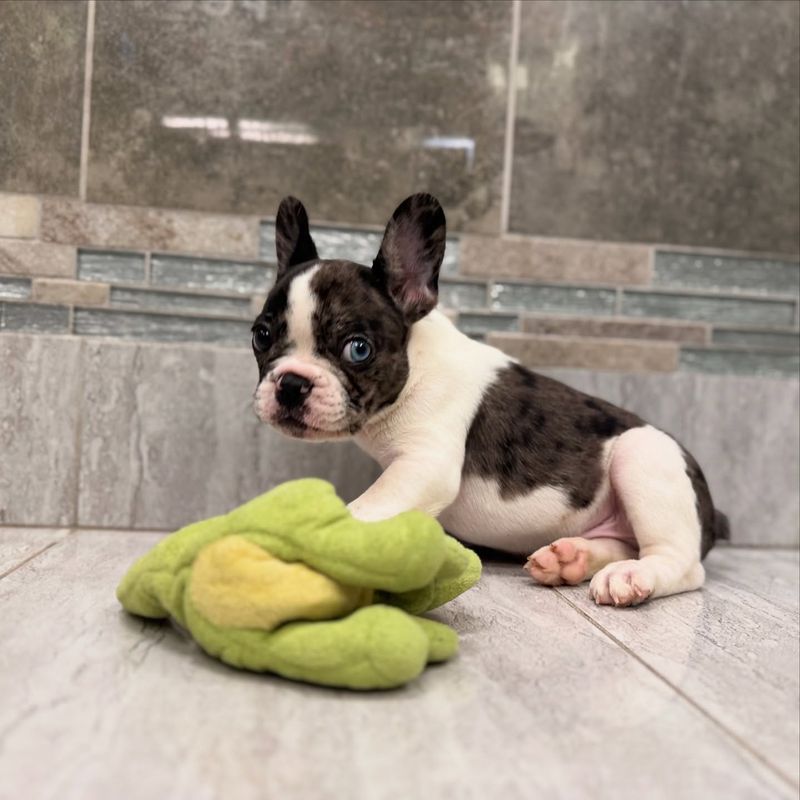 French Bulldog